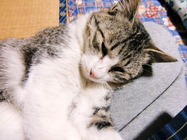 ゴマの居場所は.jpg